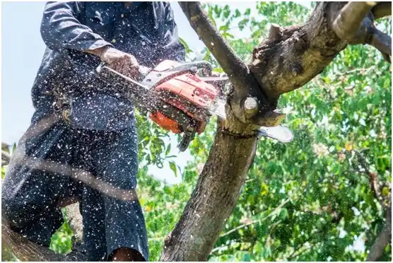 tree services Buchanan Lake Village